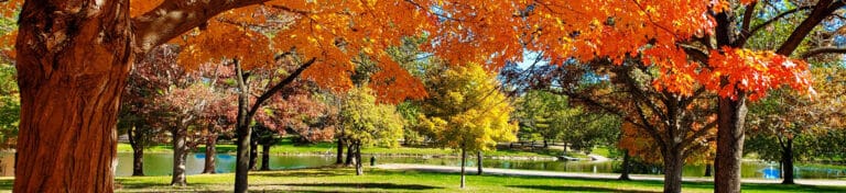 Scenic park with autumn trees, sunlight, and a body of water in the background.